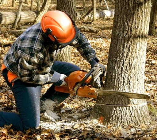 Tree Removal in Evensville, TN